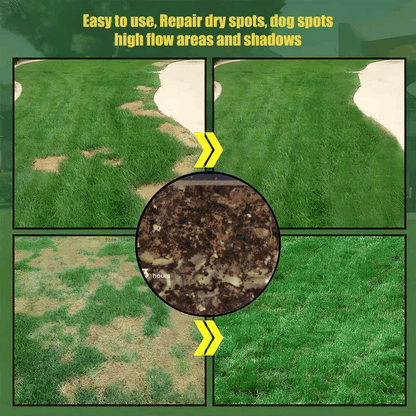 Evergreen Dwarf Grass Seed for Four Seasons