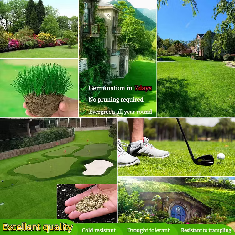 Evergreen Dwarf Grass Seed for Four Seasons