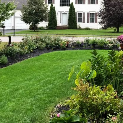 Evergreen Dwarf Grass Seed for Four Seasons